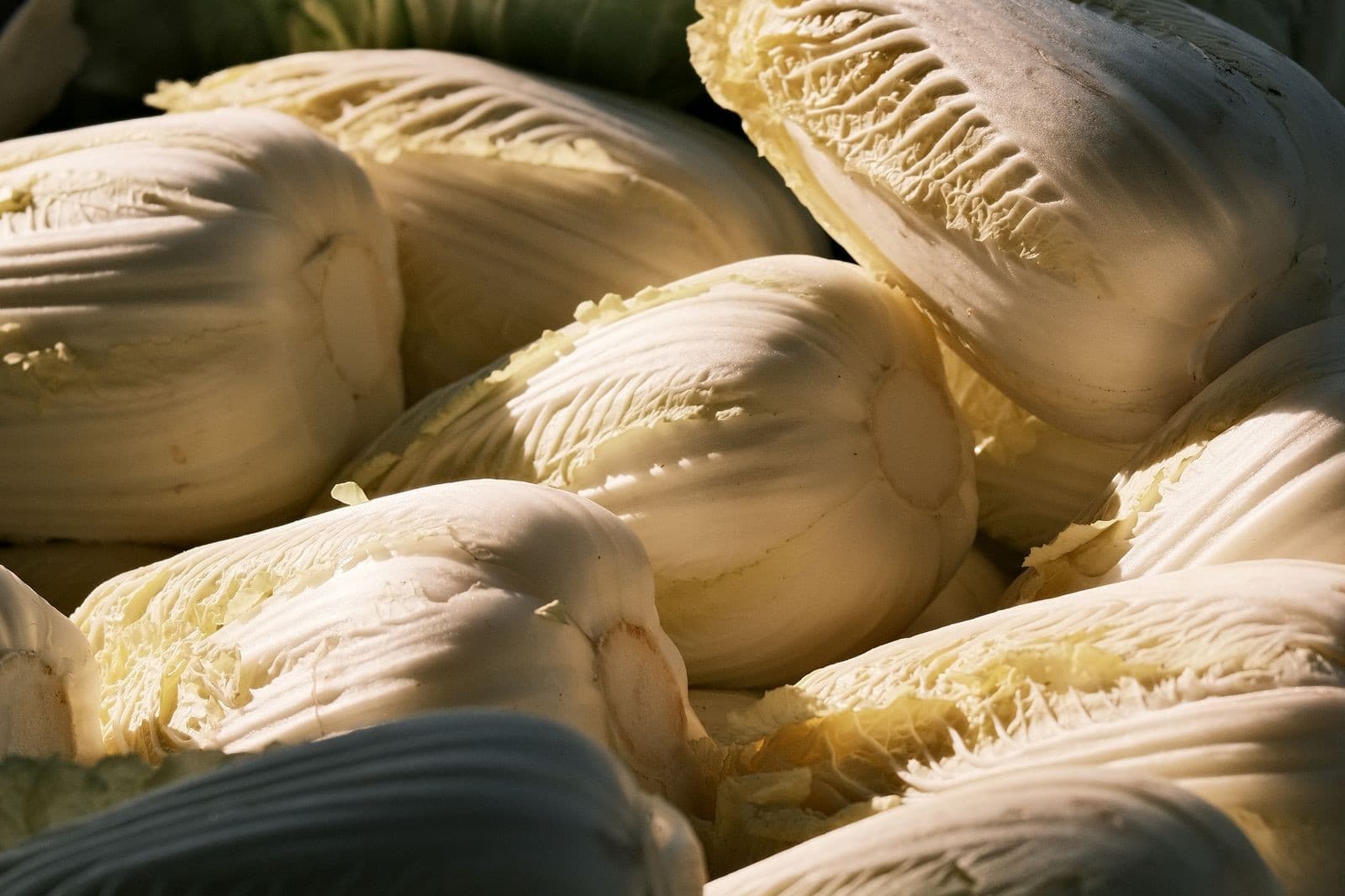 Fresh napa cabbage bunches in natural light, ready for kimjang