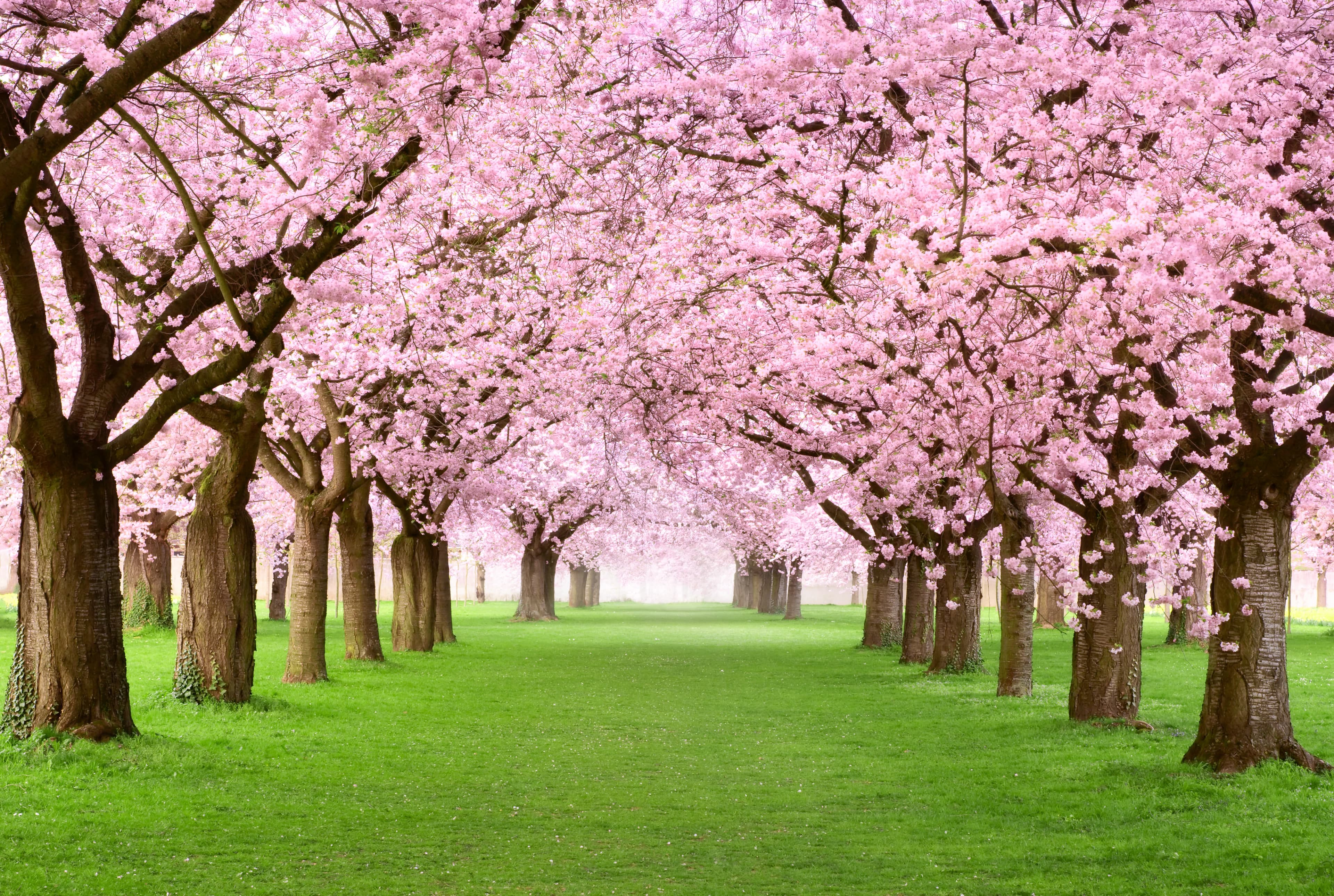 Spring in Seoul 2026: Complete Guide to Festivals and Activities
