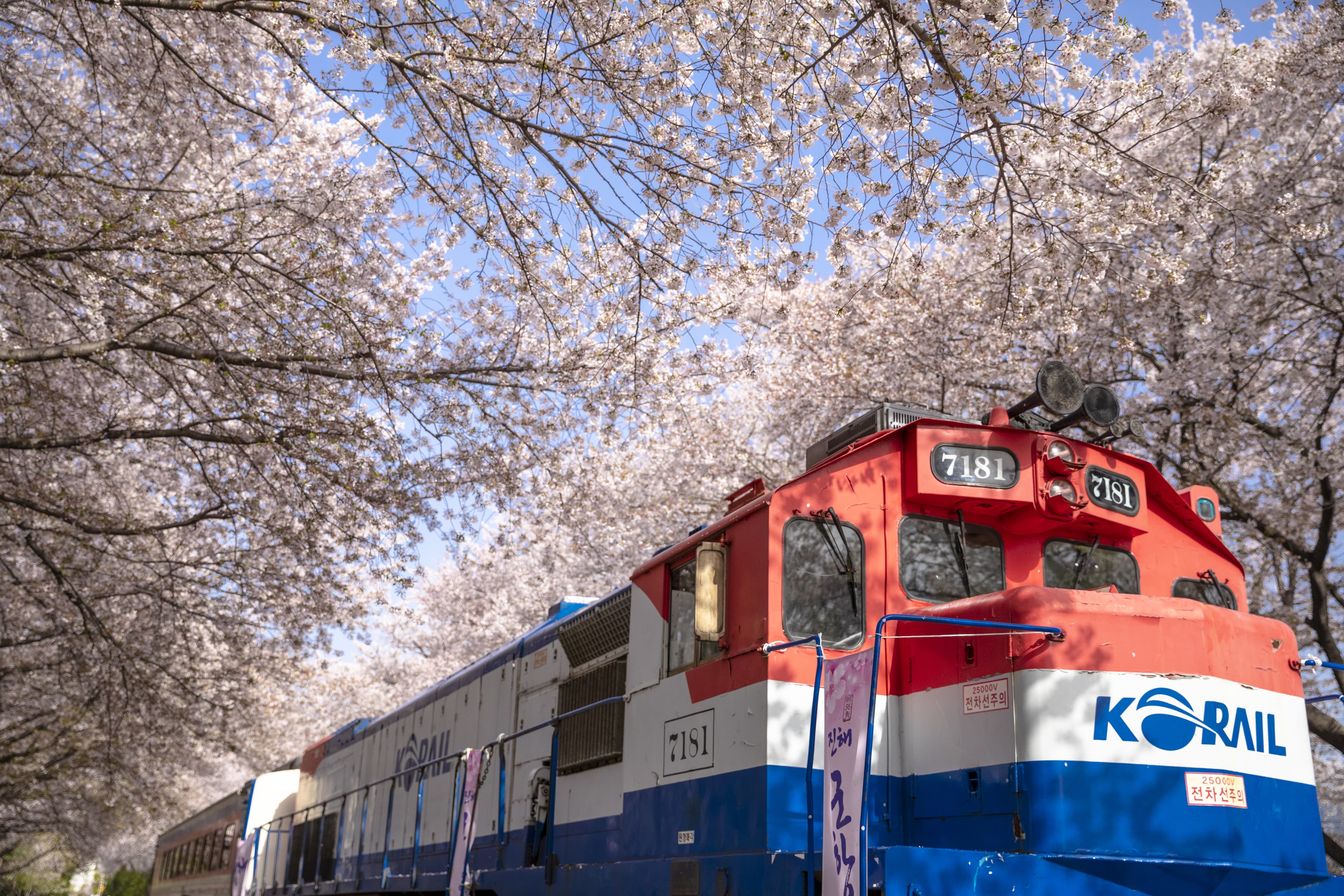 Korean Cherry Blossoms 2026: The Complete Spot Guide