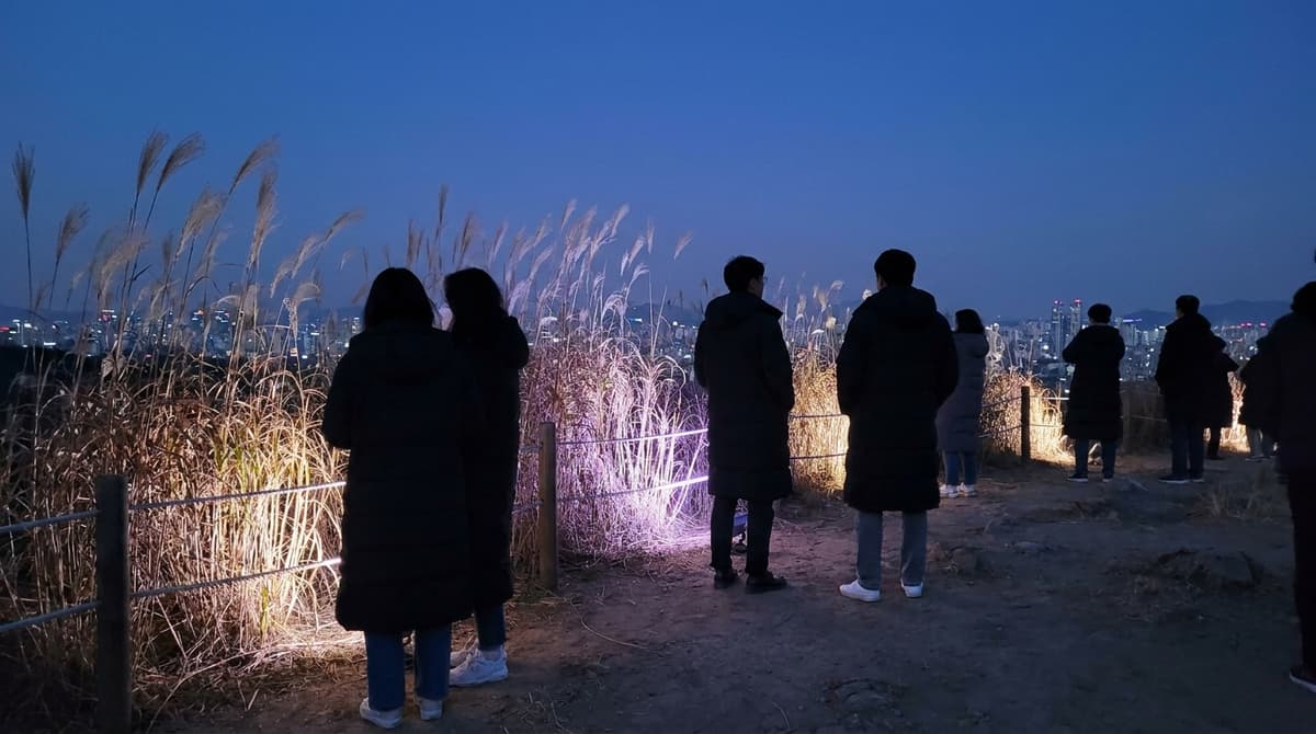 Silver grass plumes after sunset under a deep blue sky on a hilltop in Seoul, lit softly from below by purple and warm white lamps, backlit silhouettes of visitors standing on a dirt path, distant city on the horizon, dry land, no river, no water, no signs or text visible